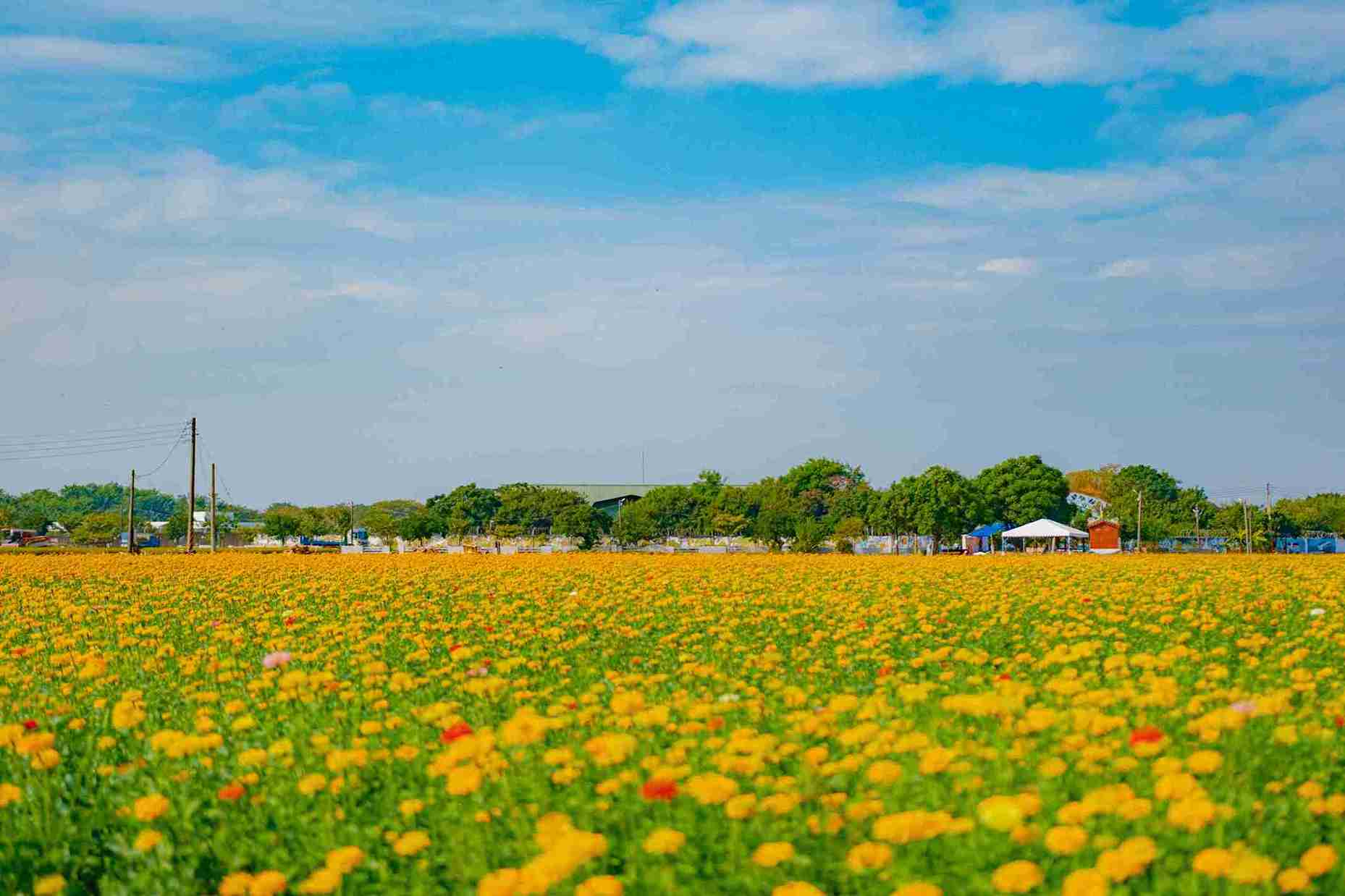 玉山路花海